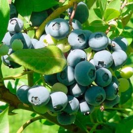 Blueberry Bush 'Ozarkblue'