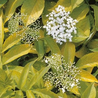 Golden Elder Hedging (6 plants)