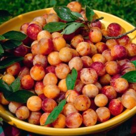 Sibley's Patio Plum 'Mirabelle de Nancy'