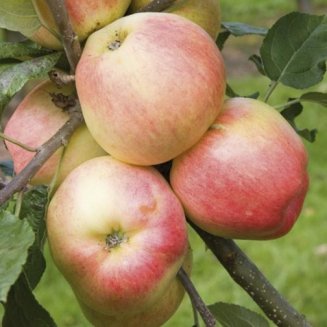 Apple Tree 'Bardsey' (Pot Grown)
