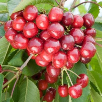 Cherry Tree 'Summer Sun' (Pot Grown)