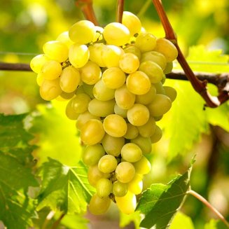Grape Vine 'Sultana' (Thompson's Seedless) (image for) Grape Vine 'Sultana' (Thompson's Seedless)
