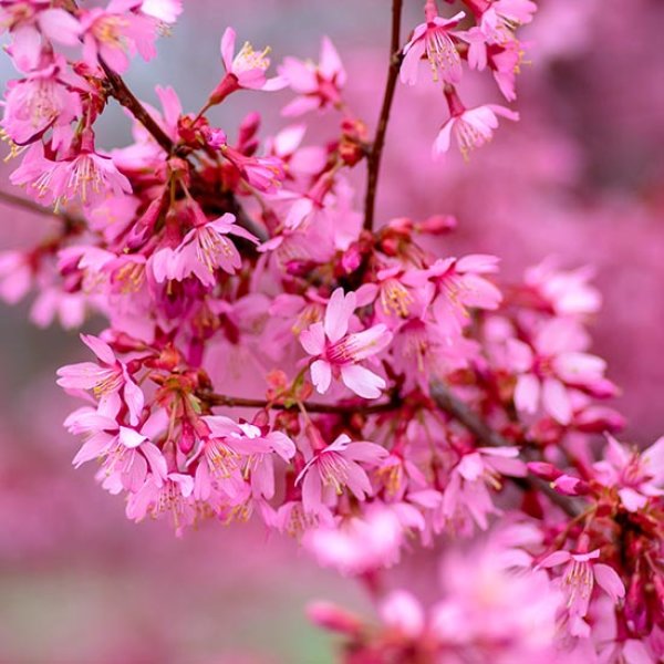 (image for) Prunus 'Okame' (Flowering Cherry Tree)