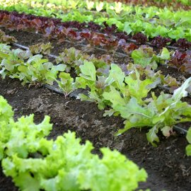 (image for) Quick Growing Salad Collection (90 plants)