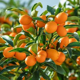 (image for) Kumquat Tree