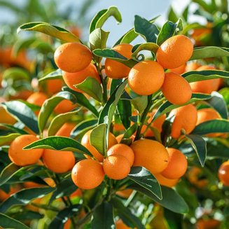 (image for) Kumquat Tree