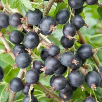 (image for) Jostaberry Bush (3 litre pot)