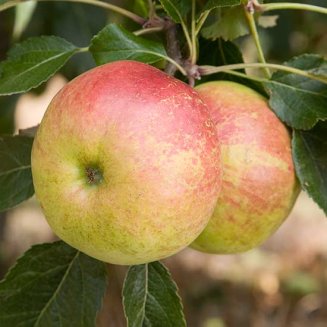(image for) Apple Tree 'Laxton's Fortune' (Pot Grown)