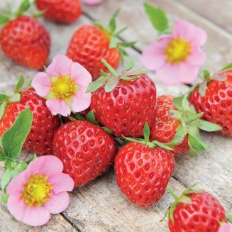 Strawberry Plants 'Just Add Cream' (18 plug plants)