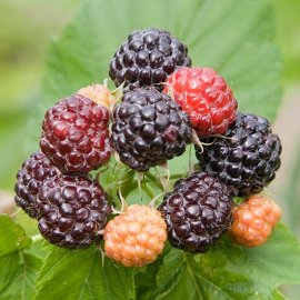 (image for) Black Raspberry 'Black Jewel'