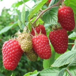 Raspberry 'Glen Carron' (3 cell grown plants)