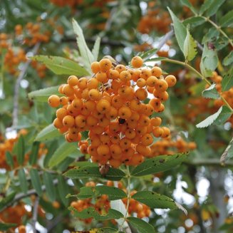 Sorbus 'Apricot Queen' (Mountain Ash Tree)