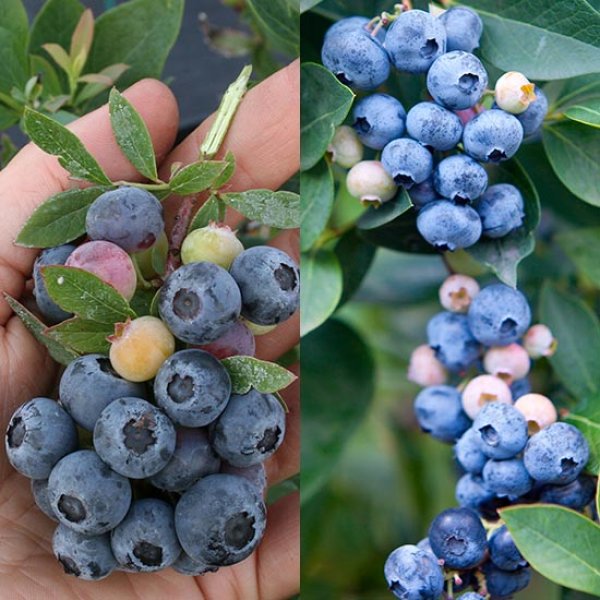 (image for) Dwarf Blueberry Collection (2 plants)