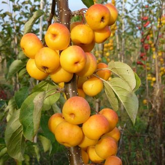 Malus 'Butterball' (Crab Apple Tree)