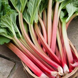 Rhubarb 'Thompson's Terrifically Tasty' (3 crowns)