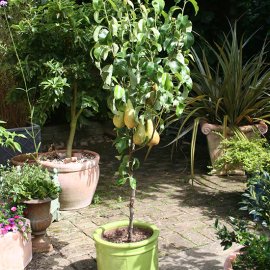 Sibley's Patio Pear 'Conference'