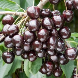 (image for) Sibley's Patio Cherry 'Kordia'