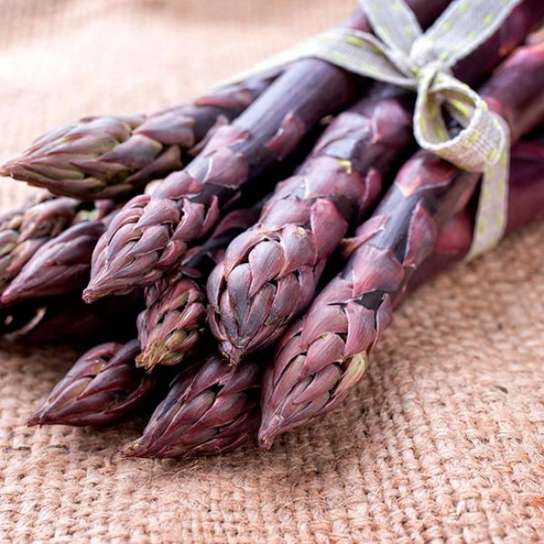 (image for) Asparagus 'Erasmus' F1