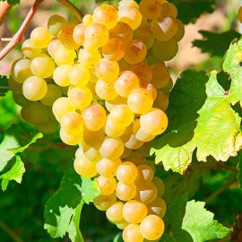 (image for) Grape Vine 'Fragola Bianca' (White Strawberry Vine)