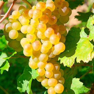 (image for) Grape Vine 'Fragola Bianca' (White Strawberry Vine)