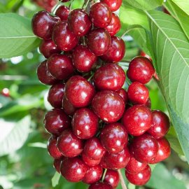 (image for) Sibley's Patio Cherry 'Karina'