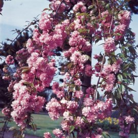 Prunus 'Kiku-shidare-zakura' (Pot Grown) Weeping Cherry Tree