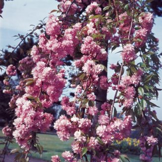 Prunus 'Kiku-shidare-zakura' (Pot Grown) Weeping Cherry Tree