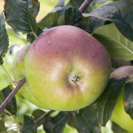 Apple Tree 'Howgate Wonder' (Pot Grown)