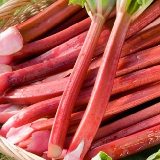 Rhubarb 'Cherry Red' Crown - The Diggers Club