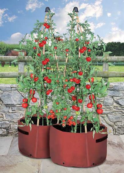 Tomato Three Cane Support Planter (pack of 2) - Click Image to Close