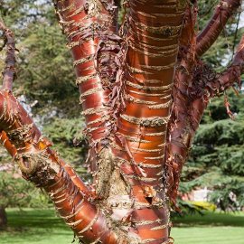 Prunus serrula (Pot Grown) Single Stem Tibetan Cherry Tree