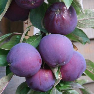 Apple Tree 'Purple Haze'