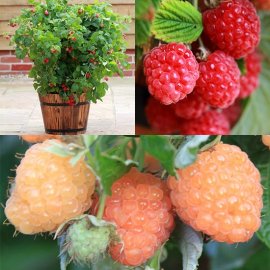 (image for) Patio Raspberry Collection (2 plants)