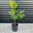 (image for) Kaffir Lime Tree (Makrut Lime)