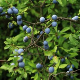 (image for) Sloe Hedging