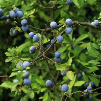 (image for) Sloe Hedging