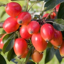 Malus 'John Downie' (Crab Apple Tree)