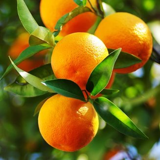 (image for) Sweet Orange Tree