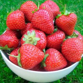 Strawberry Plants 'Malling Opal' (12 plants)