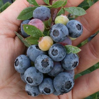 (image for) Blueberry Bush 'Little Blue Wonder'