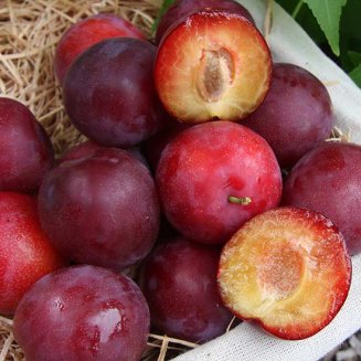 Cordon Mirabelle Plum 'Countess'