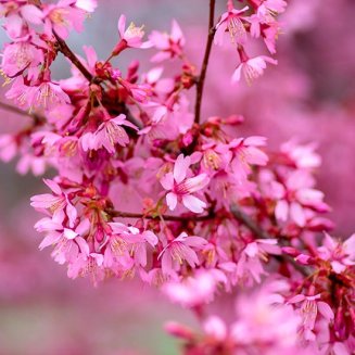 (image for) Prunus 'Okame' (Flowering Cherry Tree)