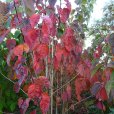 Prunus sargentii (Flowering Cherry Tree)