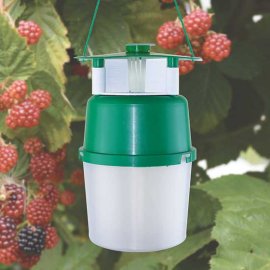 Raspberry Beetle Trap