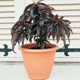 (image for) Dwarf Peach Tree 'Honey Red'