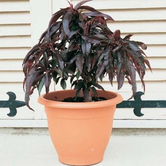 (image for) Dwarf Peach Tree 'Honey Red'
