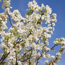 Malus 'Evereste' (Crab Apple Tree)