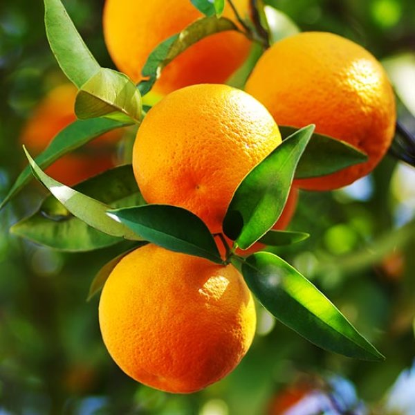 (image for) Sweet Orange Tree
