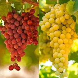 (image for) Seedless Grape Collection (2 Vines)
