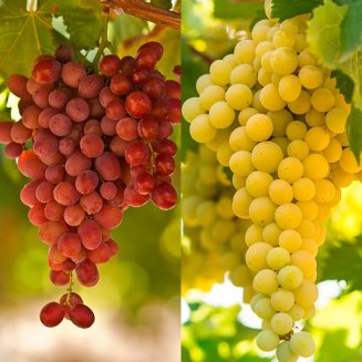 Seedless Grape Collection (2 Vines) (image for) Seedless Grape Collection (2 Vines)